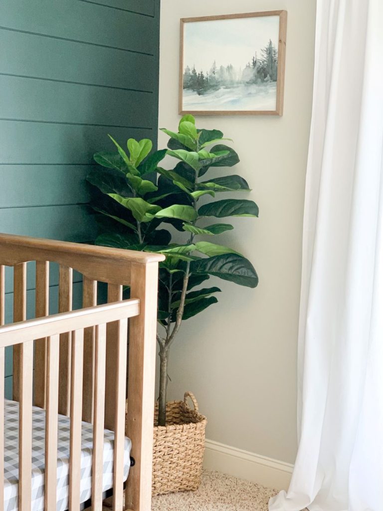 Dark green shiplap wall in baby boy nursery reveal, with wood crib, fiddle leaf tree in wicker basket, woodland print