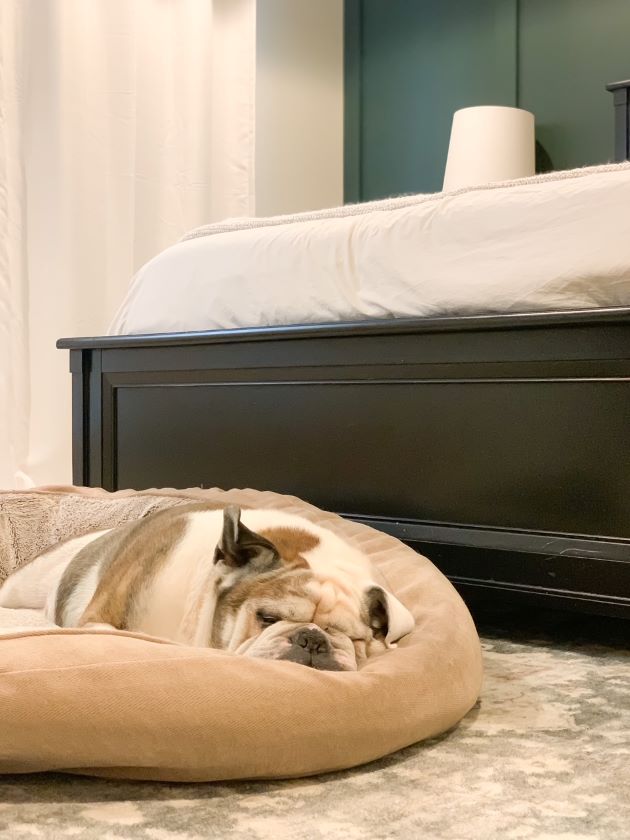 bulldog sleeping in relaxing master bedroom